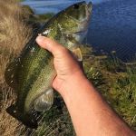 First fish from restored pond at reichardts 150x150