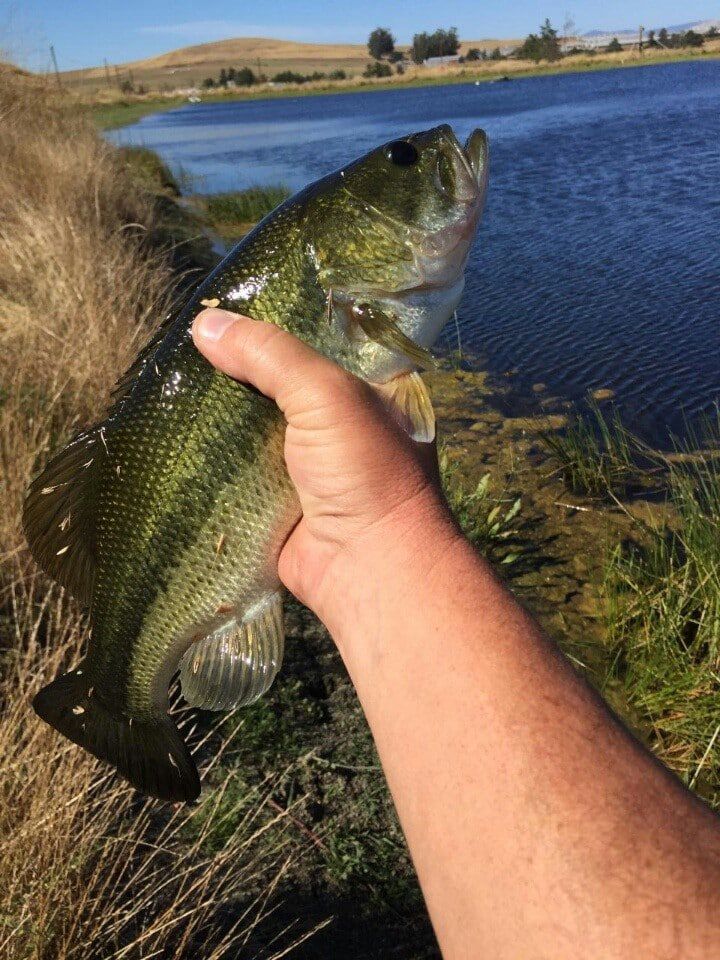 First fish from restored pond at reichardts