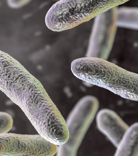 Bacterias