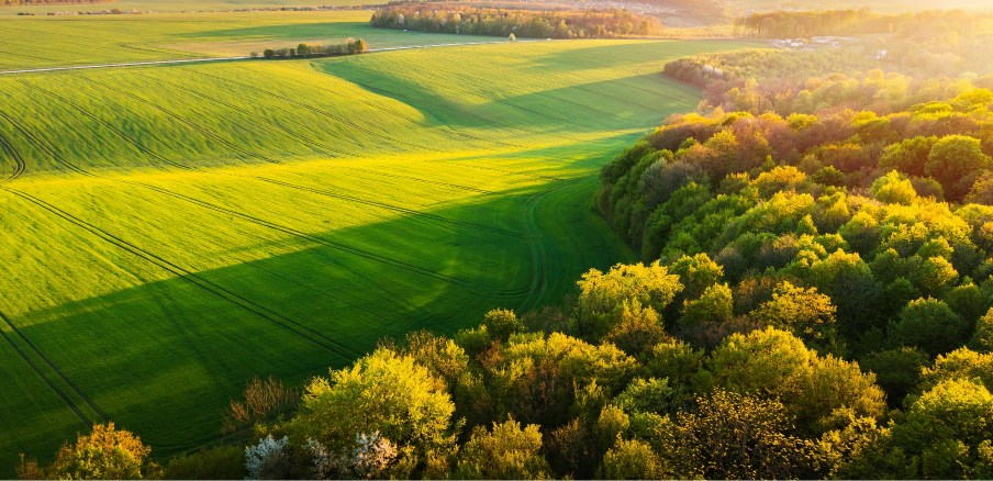 Farm in a sunny day