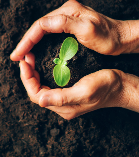 Hand in circular shape holding plant