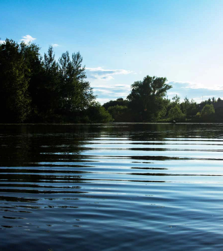 Lake with trees sunny day