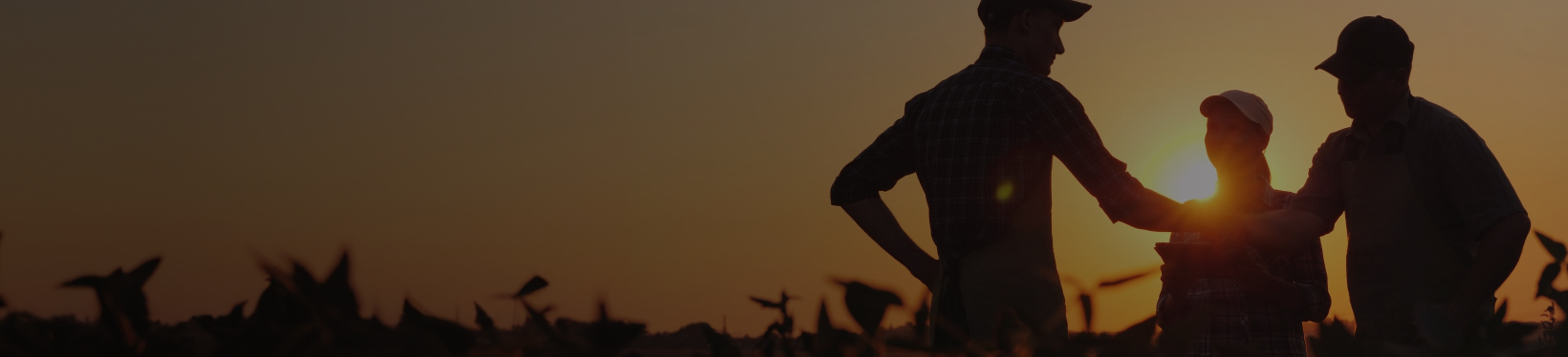People working during sunset