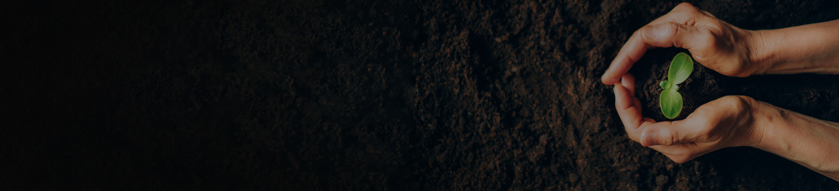 Person holding plant and land