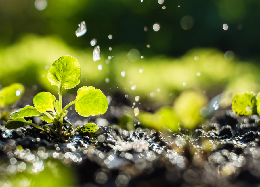 Plants in a swamp