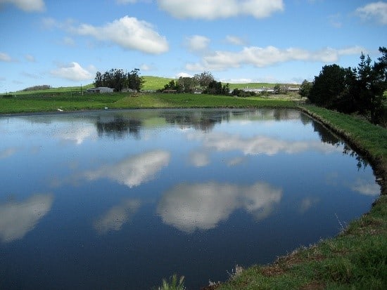 Pond sunny day