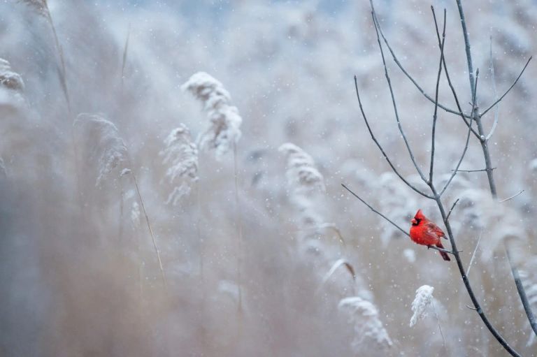 Forest snowing bird outside trees 768x511