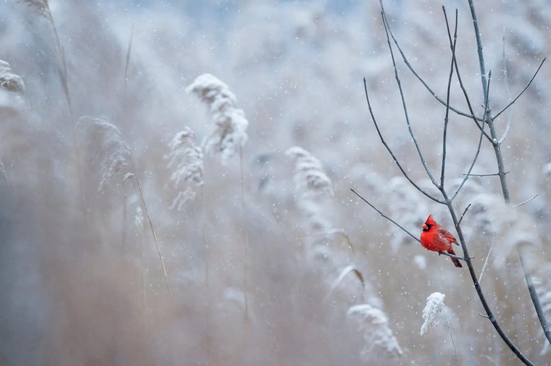 Forest snowing bird outside trees